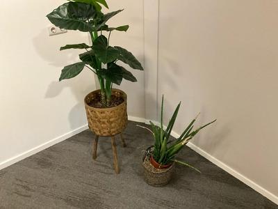 Overzichtsfoto van Plant in pot (5x)