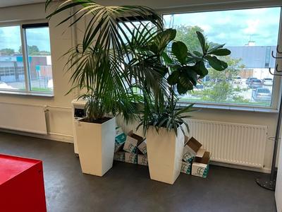 Overzichtsfoto van plant in pot (2x)