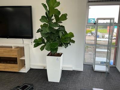 Immagine panoramica di plantenbak (3x)